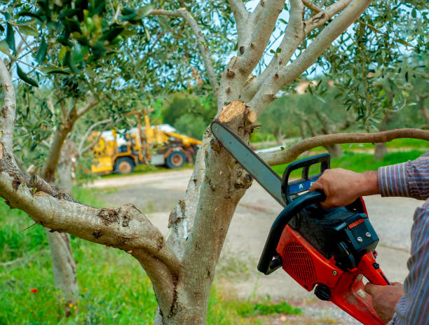 Residential Tree Removal